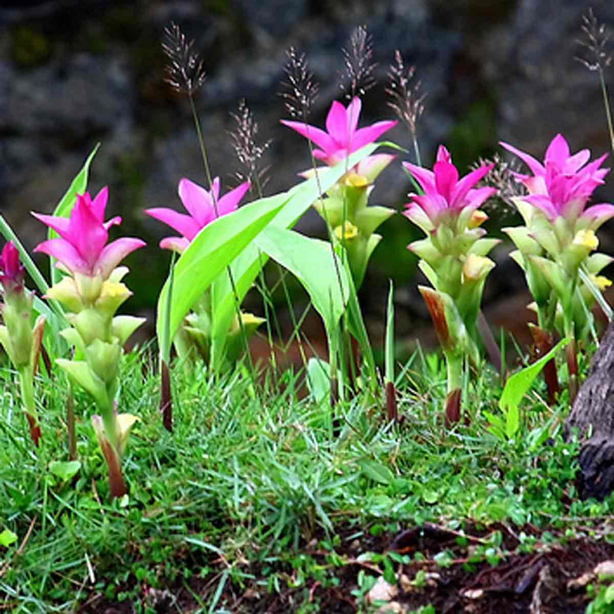 Lista Foto Como Es La Planta De Curcuma El Ltimo