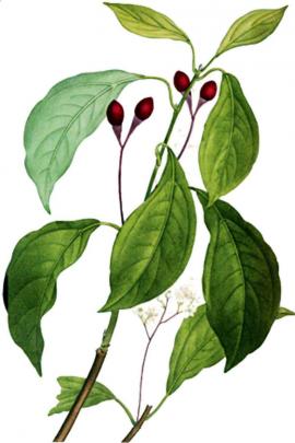 Cinnamomum Loureirii Nees