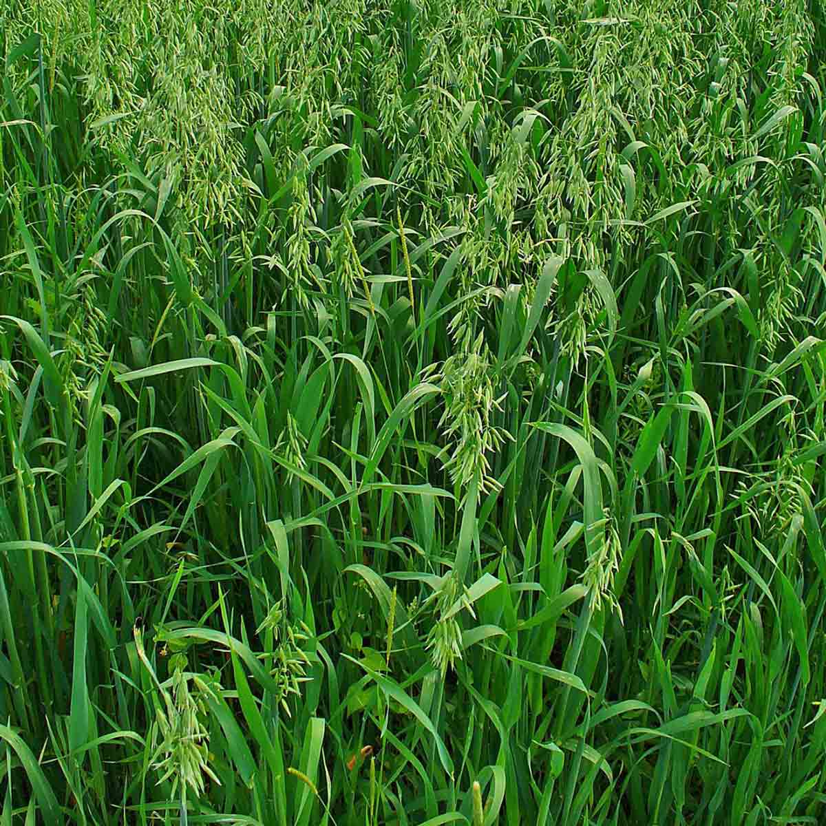Яровые сорняки. Суданка многолетняя трава. Сорго-суданковый гибрид. Суданка однолетняя. Трава овсюг.