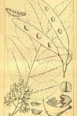 Dalbergia hupeana Hance © Plantillustrations