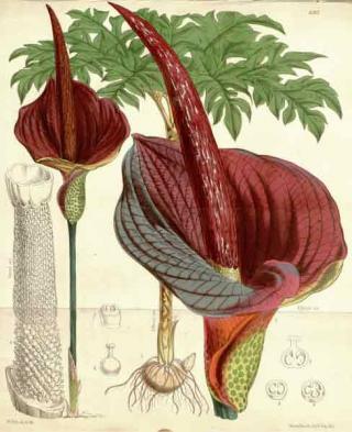 Amorphophallus konjac K. Koch © Curtis's Botanical Magazine 1875