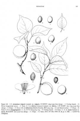 Prunus mume (Siebold) Siebold & Zucc. © Flora of China