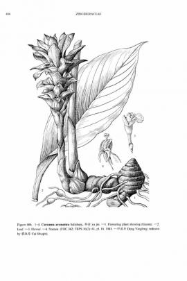 Curcuma aromatica Salisb. © Flora of China