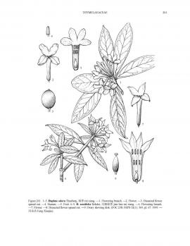 Daphne odora Thunb.  © Flora of China