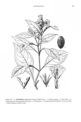 Strobilanthes flaccidifolia Nees  © Flora of China