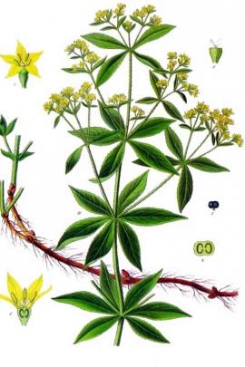 Rubia tinctorum L. © Plantillustrations