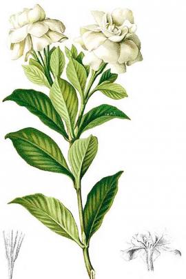Gardenia jasminoides J. Ellis 