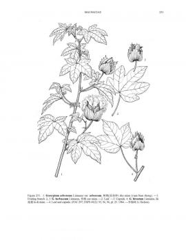 Gossypium arboreum L. © Flora of China