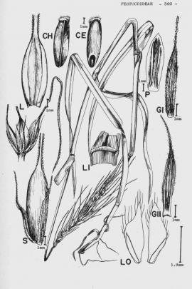 Hordeum vulgare L. © Flora of China