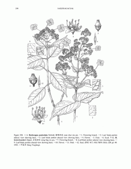 Hydrangea paniculata Siebold © Flora of China