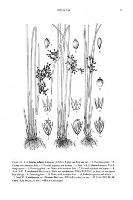 Juncus setchuensis Buchenau © Flora of China
