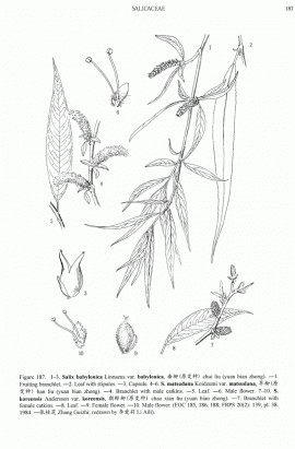 Salix koreensis Andersson © Flora of China