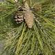 Pinus densiflora Sieb. & Zucc.© K. Yamasaki