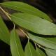 Salix koreensis Andersson © Cornell University